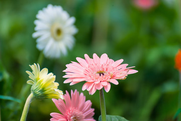 Obraz premium Beautiful gerbera flower blooming in garden.flower wedding decoration.selective focus