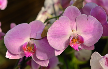 Phalaenopsis, known as moth orchids. Close-up
