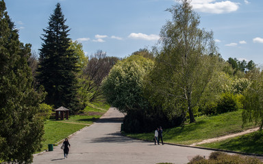 Tree Pine Spring Goloseevsky Botanikal Park