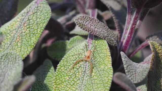 Crab Spider, Philodromus sp, hiding on a Sage Leaf