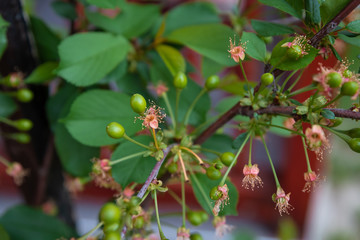 young bloom cherry tree with small fruits and flowers