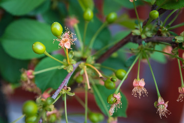 young bloom cherry tree with small fruits and flowers