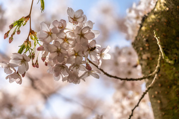 White Cherry blossoms in Frankfurt, Hesse, Germany, Europe