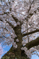 White Cherry blossoms in Frankfurt, Hesse, Germany, Europe