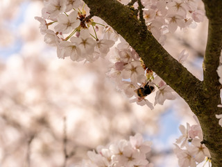 White Cherry blossoms in Frankfurt, Hesse, Germany, Europe