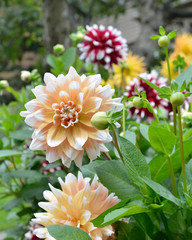 Dahlia Seattle, Bicolor Flower, Yellow and White Petals 