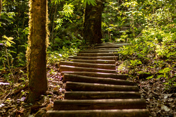 Wooden path in the middle of the forest