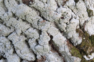 textura arbol