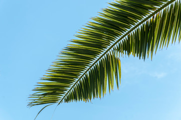 Leaves of palm tree.