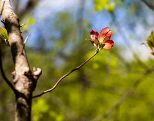 Solitary Pink Dogwood Bloom I
