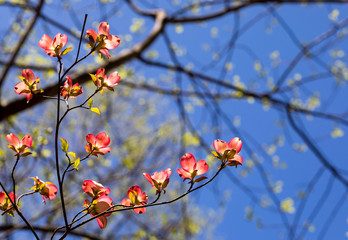 Pink Dogwood Blooms I
