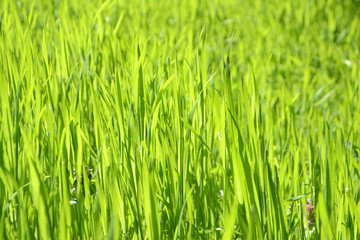 Fototapeta na wymiar Bright green grass Texture Background