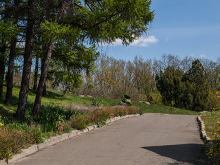 Tree Pine Spring Goloseevsky Botanikal Park