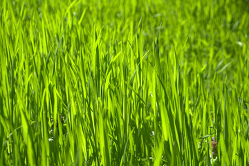 Bright green grass Texture Background