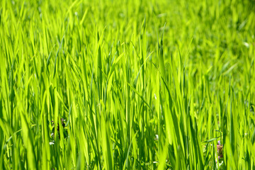 Bright green grass Texture Background