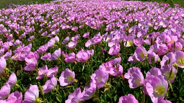 These beautiful Texas Buttercups line the highways, rural roads and open fields of Texas in the springtime.  In up to 4K 60 fps, great for Slow Motion clips