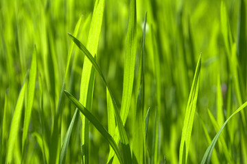 Bright green grass Texture Background