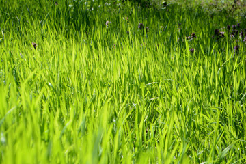 Bright green grass Texture Background