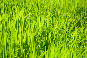 Bright green grass Texture Background