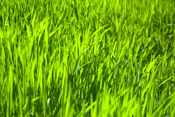 Bright green grass Texture Background
