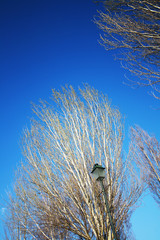 &Aacute;rvores com fundo azul do c&egrave;u 