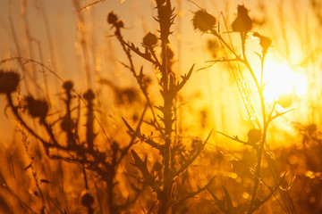 Close up golden wild field plants in the rays of the summer's sun