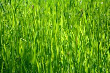 Bright green grass Texture Background