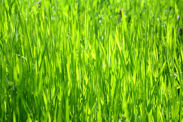 Fototapeta na wymiar Bright green grass Texture Background