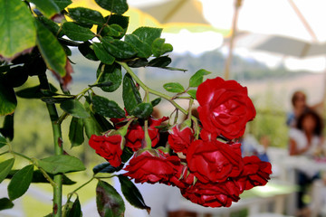 Rosas vermelhas 