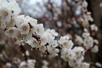 Flowering apricot. Apricot flowering. Spring flowering trees.