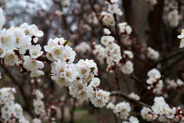 Obraz premium Kwitnąca morela. Kwitnienie moreli. Drzewa kwitnące wiosną.