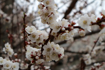 Flowering apricot. Apricot flowering. Spring flowering trees.