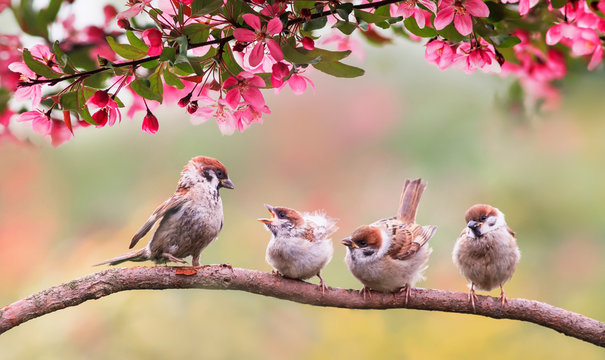 natural background with birds sparrow with little chicks sitting on a wooden fence in the village garden surrounded by yab flowers they have a sunny day