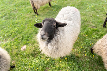 sheep on green meadow in springtime, frankfurt