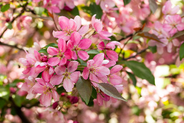 Branches of apples with bundle crab apple blossom pink flowers of spring blooming apple trees with leaves, close-up