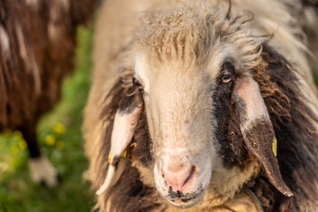 Fototapeta premium sheep on green meadow in springtime, frankfurt