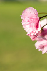 Punk cherry tree blossom in spring