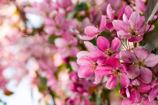 Branches of apples with crab apple blossom pink flowers of spring blooming apple trees with leaves, close-up copy space