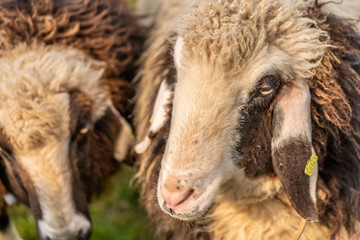 sheep on green meadow in springtime, frankfurt