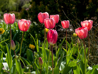 Tulip, Flowers Spring Goloseevsky Botanikal Park