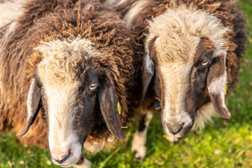 Naklejka premium sheep on green meadow in springtime, frankfurt