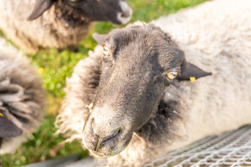 Naklejka na ściany i meble sheep on green meadow in springtime, frankfurt