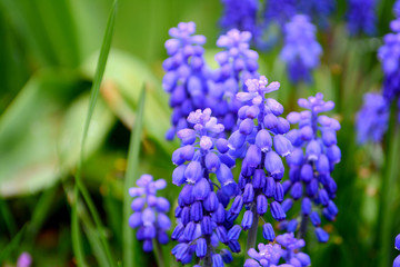 Hyacinths in the garden