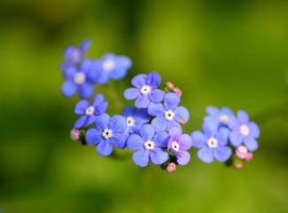 Vergissmeinnichtblüten