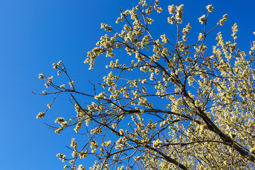 Branches of willow with fluffy yellow earrings on the background of blue sky in the sunny, spring...
