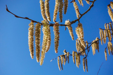Flowering branches of the aspen tree with earrings in early spring, landscape