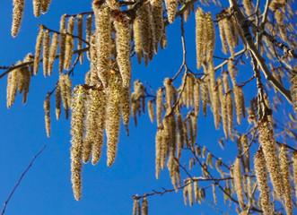 Flowering branches of the aspen tree with earrings in early spring, landscape