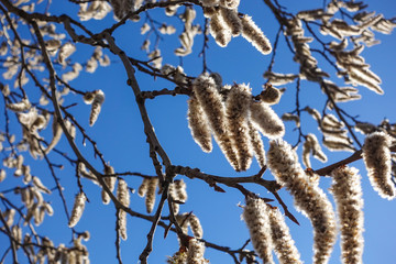 Flowering branches of the aspen tree with earrings in early spring, landscape