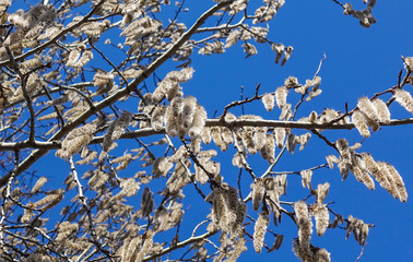 Flowering branches of the aspen tree with earrings in early spring, landscape
