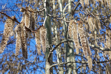 Flowering branches of the aspen tree with earrings in early spring, landscape